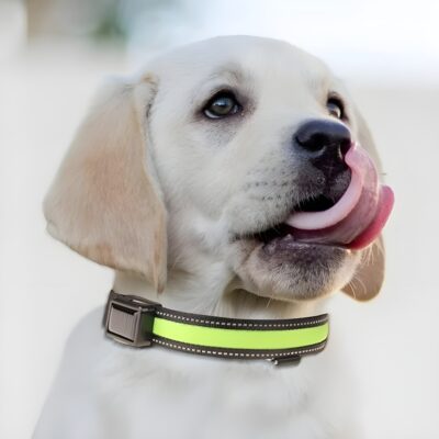Collar para Perros Iluminado Solar LED -  Seguridad Nocturna